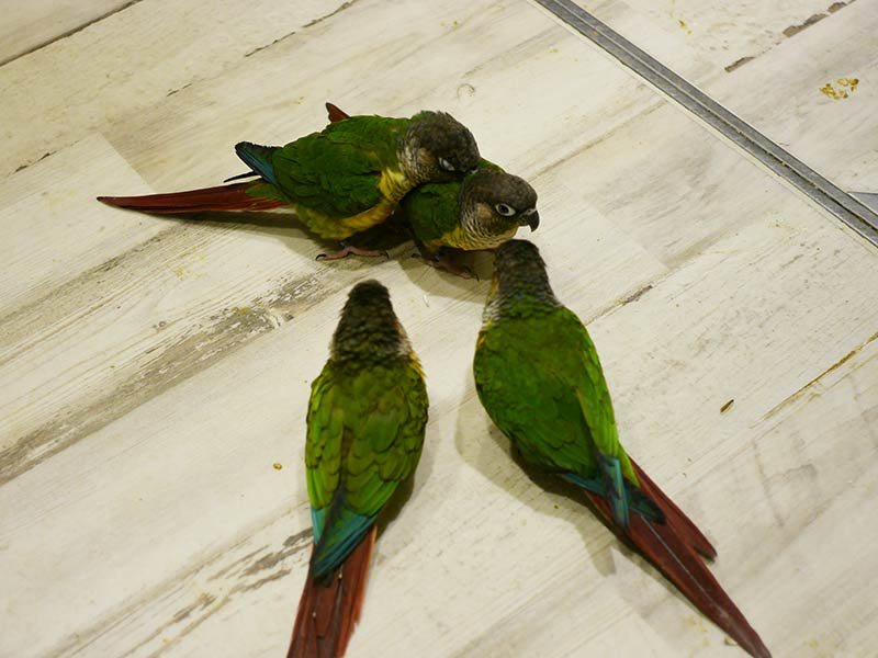 鳥カフェの鳥たち2