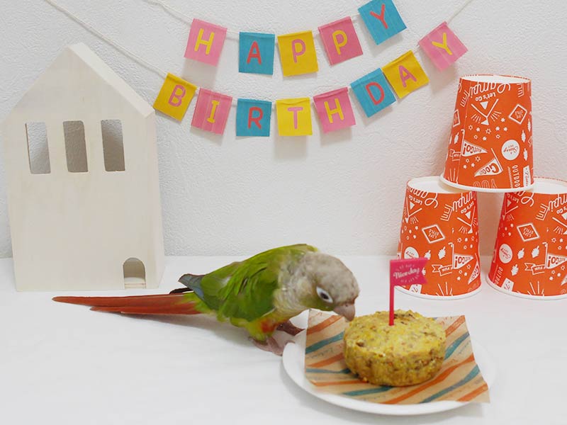 インコの誕生日を手作りバードブレッドでお祝い!小鳥のおやつ | 赤ヘルインコ