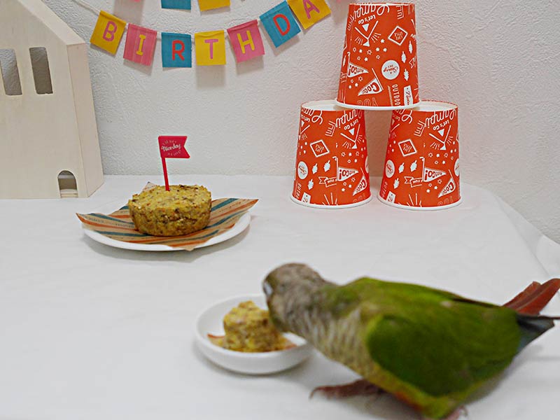 インコの誕生日を手作りバードブレッドでお祝い 小鳥のおやつ 赤ヘルインコ