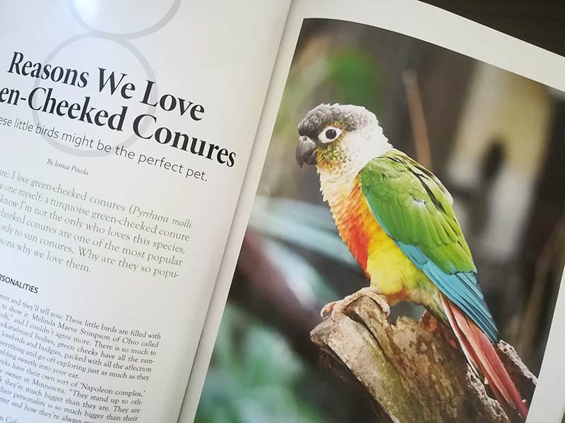 ウロコインコが愛される8つの理由 雑誌 Bird Talk 赤ヘルインコ