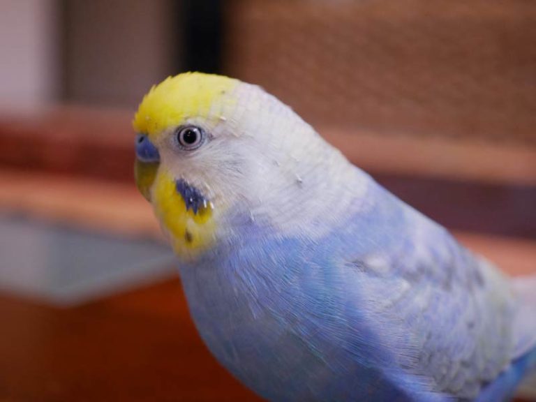 全国総量無料で- 私のインコ 豪華限定版・••定価１ - lab.comfamiliar.com