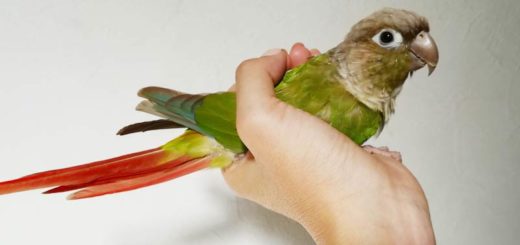 ウロコインコの飼育 赤ヘルインコ