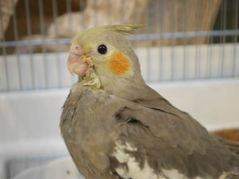 オカメインコ 赤栗穂 A 級 B級 C級 お問い合わせページ-