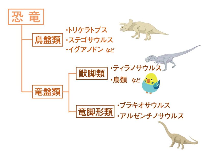 「インコ＝恐竜」という驚きの常識
