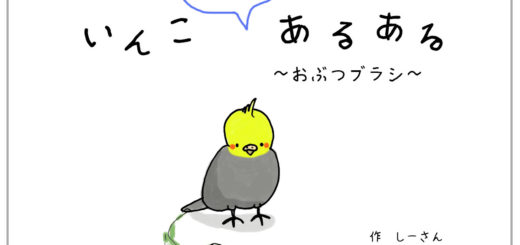 インコあるある 赤ヘルインコ