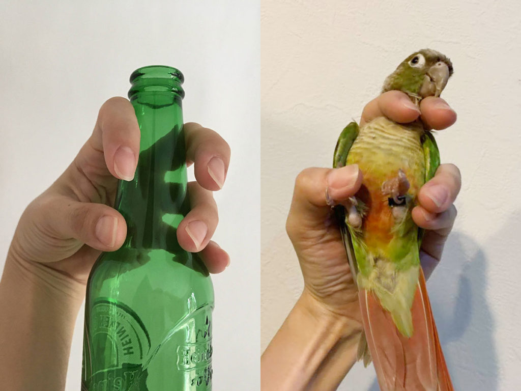 ビール瓶鳥保定法