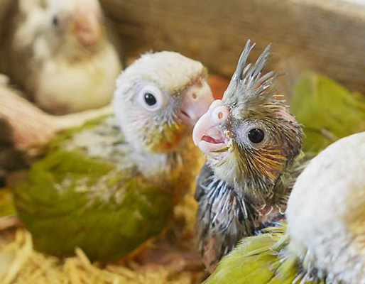 オカメインコ・ウロコインコ雛