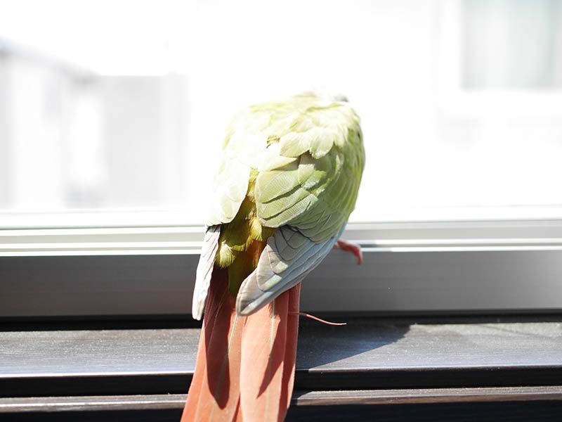 窓の外を見つめるウロコインコ