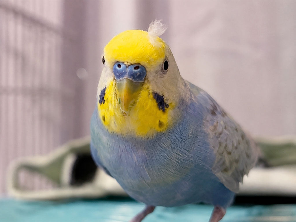 セキセイインコレインボー種
